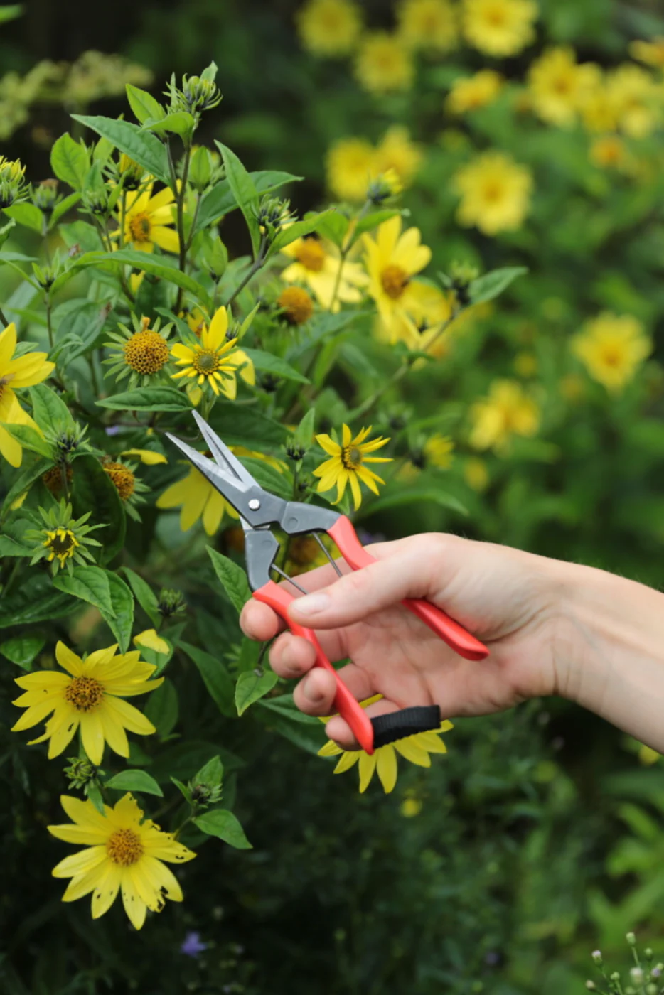 Garden Snips - Image 2
