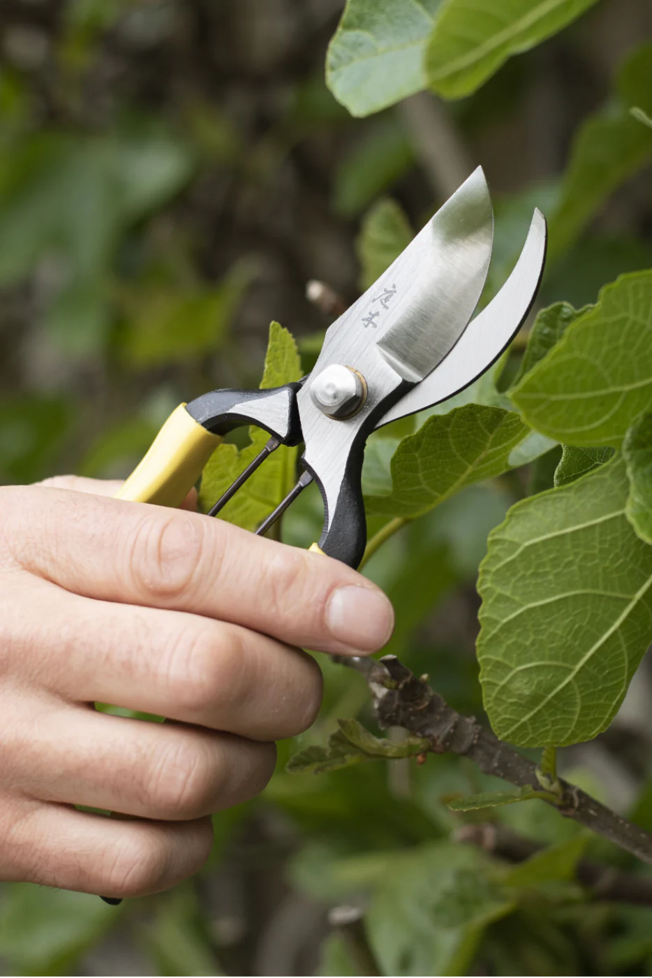 Higurashi Secateurs - Image 2
